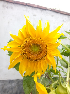 向日葵