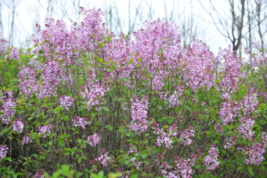 百日红 紫薇花 园林苗木