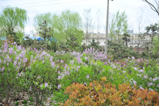 紫薇花 园林绿化 景观花卉
