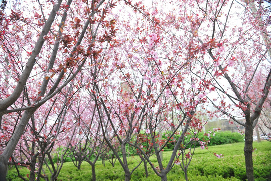 樱花园 樱花