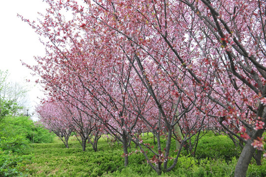 樱花 樱花园