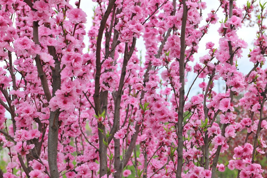 桃花 景观树 园林景观