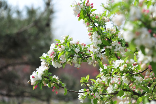 白色花 海棠花 园林花卉