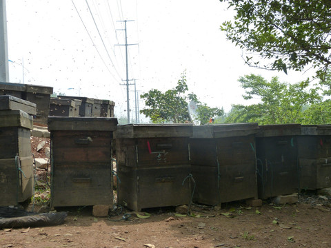 蜜蜂 养蜂场 蜂箱