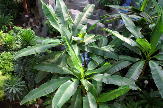 热带植物 植物