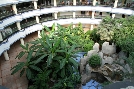 热带植物 植物 植物园 阳光房