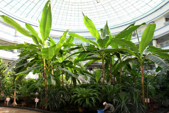 热带植物 植物 植物园 阳光房