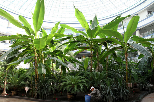 热带植物 植物 植物园 阳光房