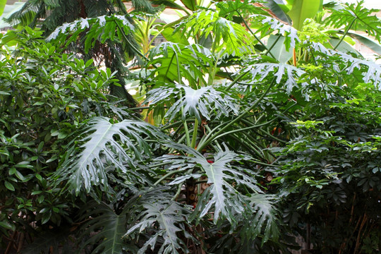 热带植物 植物