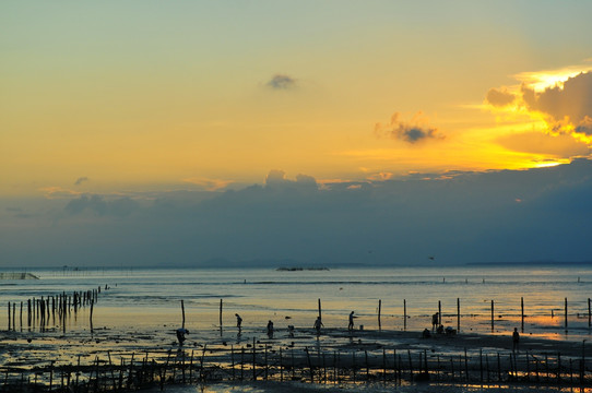 滩涂夕阳 海水养殖 宁静海边