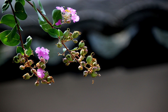 紫薇花