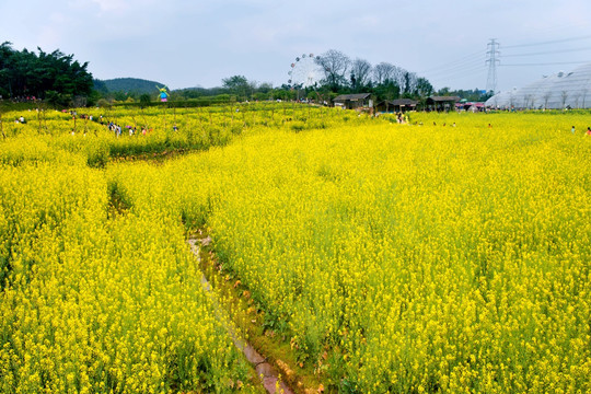 油菜花