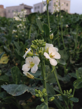 芥蓝菜花