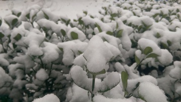 雪景