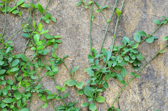 植物背景墙 石墙 野藤