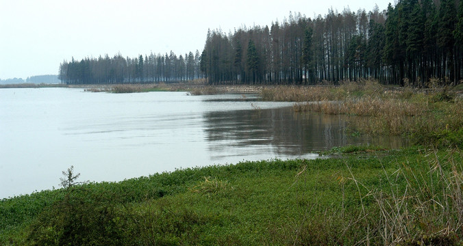 湖边湿地