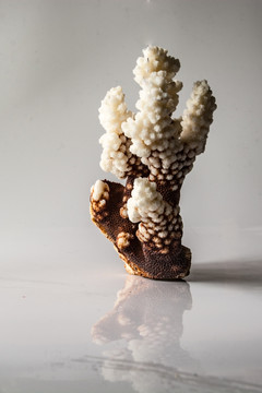 海生物贝壳 珊瑚