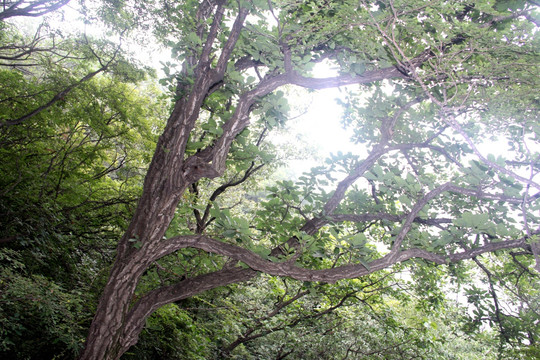 太行山原始森林