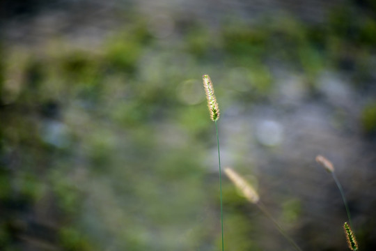 狗尾草