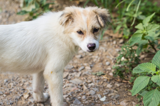 中华田园犬 流浪狗 白狗