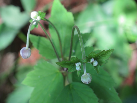 野棉花花蕾