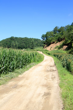 乡间小路