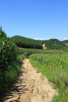 乡间小路