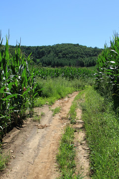 乡间小路