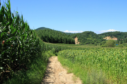 乡间小路
