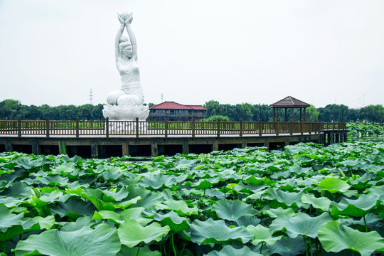 苏州荷塘月色公园