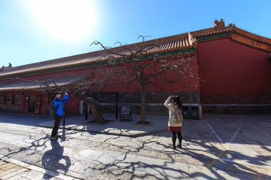 北京故宫御花园古树观赏树