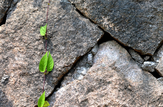 石头墙 植物墙