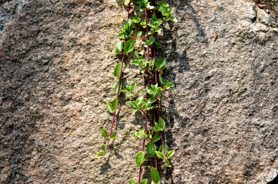 石墙 植物墙 墙壁