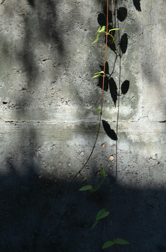灰墙 植物墙 幽暗背景墙