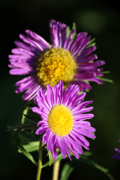 菊花 鲜花 菊