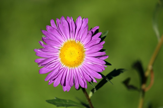 菊花 鲜花 菊