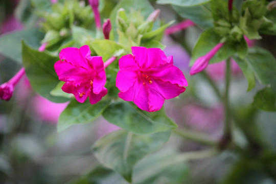 山花 野花