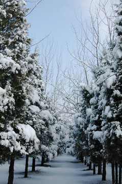 雪中树林