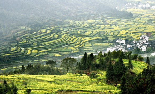 江岭油菜花梯田