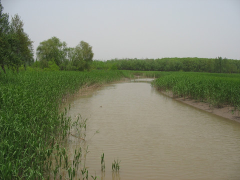 湿地河道