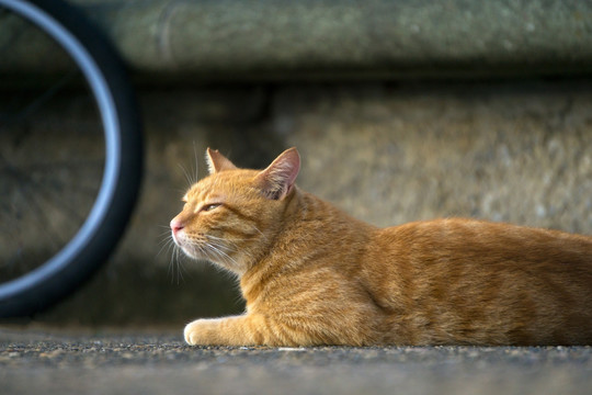 猫 城市中的猫