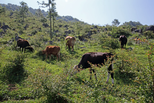 千野草场