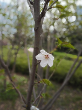 樱桃花