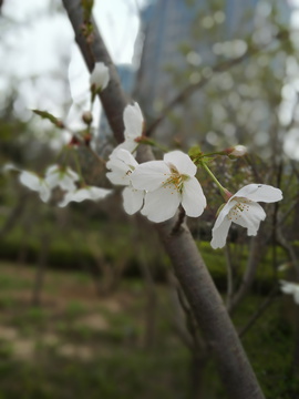 樱花