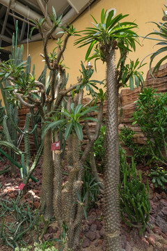 沙漠植物 非洲霸王树