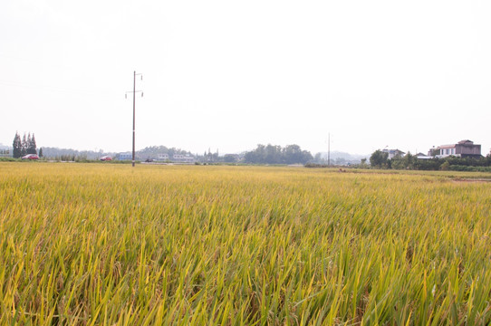 稻田