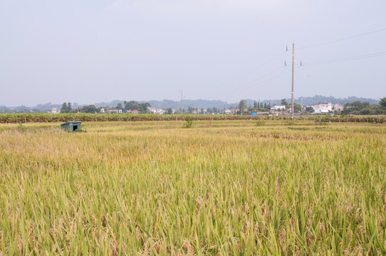 稻田