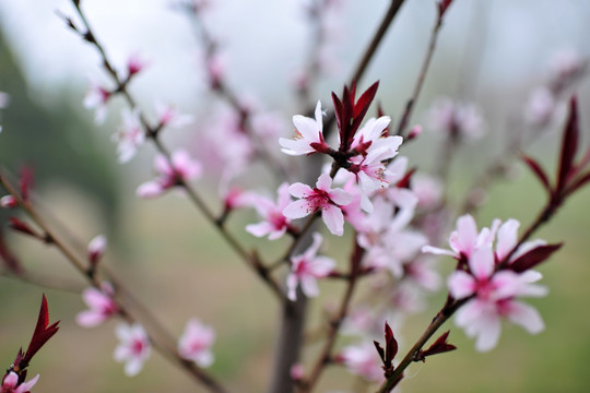 桃花