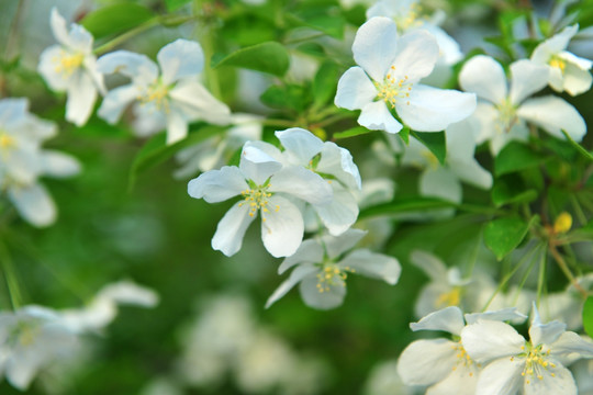 果园 果树开花