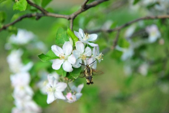 白色果树花